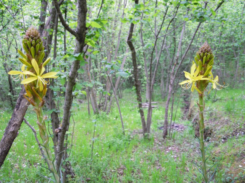 Asphodeline lutea